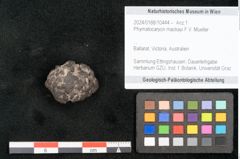 Foto (Objekt + Etikett) von Phymatocaryon mackayi F.V. Mueller (NHMW-GEO-2024-0188-10444)